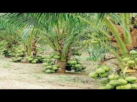 WOW! Amazing New Agriculture Technology - Coconut tree
