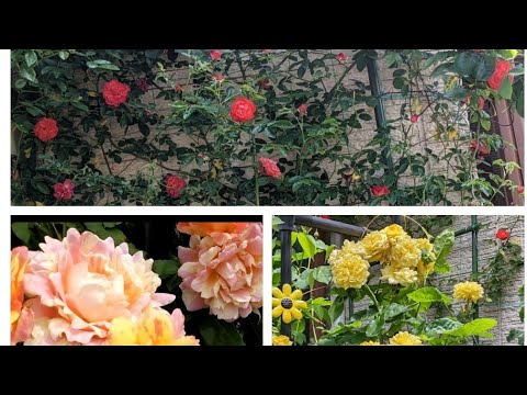 バラ「オレンジドーン」 植物