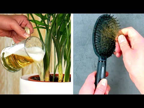 期限切れの牛乳は植物に良いのでしょうか？庭での良いアイデアまたは災難  庭園