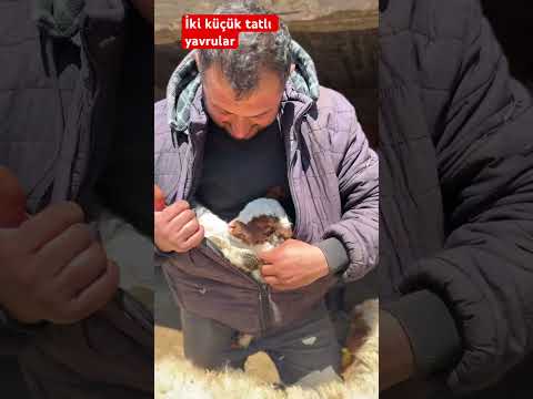 İli küçük tatlı yavrular #yavruhayvanlar