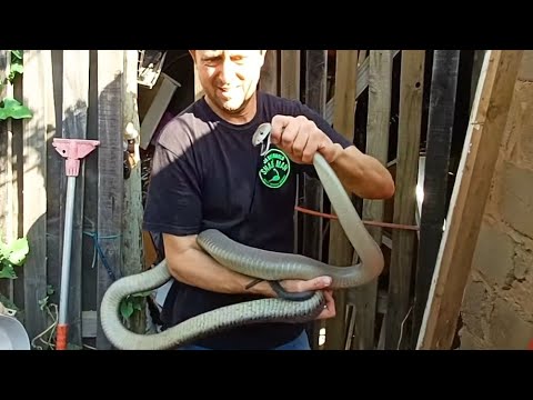 2 MAMBAS, 1 SNAKE GUY   Episode 1 of 2