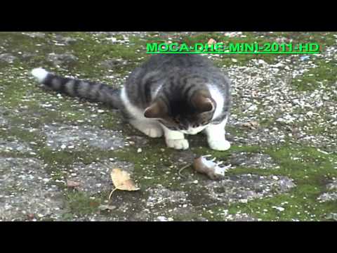 download lagu mp3 mp4 Mini Moca, download lagu Mini Moca gratis, unduh video klip Mini Moca