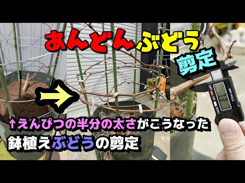 ドワーフエンドウの播種方法