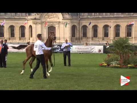 N.59 FORELOCK'S VOLTAIRE - Chantilly 2015 ABCE - Colts 1 year old (Class 6A)