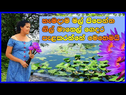 Nil Manel නිල් මානෙල් වගාව ගෙදරදී හරියටම කරමු | Nymphaea Nouchali plant| water lily Sri Lanka