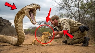 He Had Seconds to Choose: Save the Cub or Save Himself - What the Cobra Did Next Will Shock You