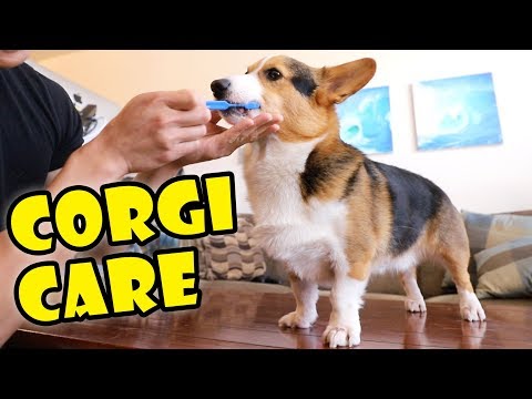 Caring for Corgis? Things to Get! || Extra After College