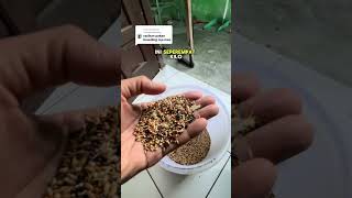 Download lagu Racikan pakan kenari untuk breading #perawatankenari mp3 Download lagu Racikan pakan kenari untuk breading #perawatankenari mp3