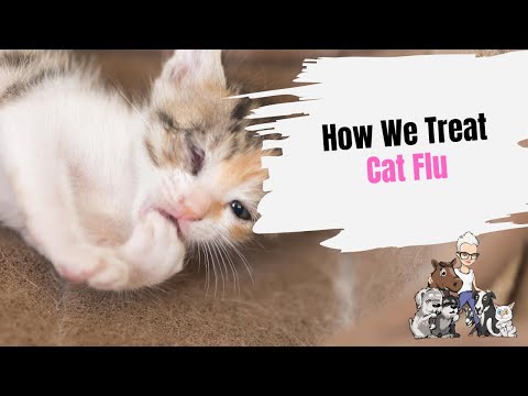 Episode 67: How We Treat Cat Flu - YouTube