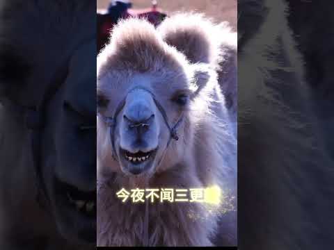 摘下驼铃的时候