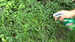Landscaping Tips - How to kill grass and weeds