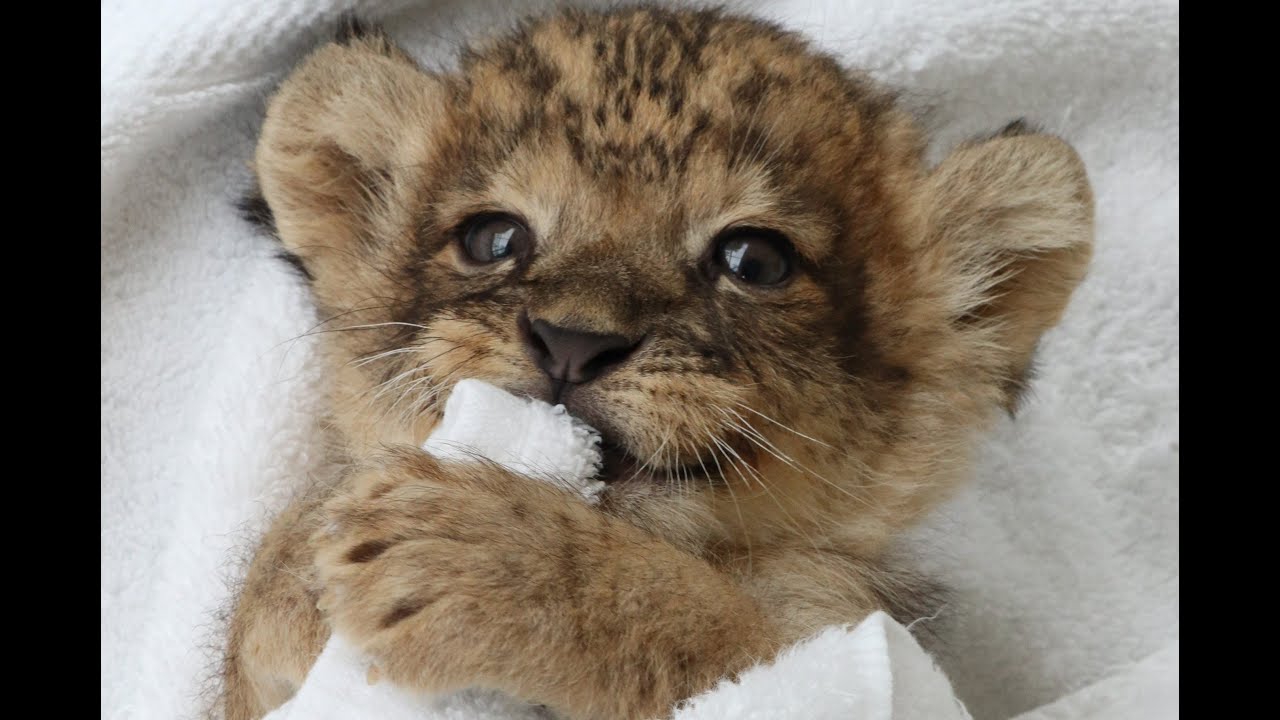 “あざと可愛い”を分かっているライオンの赤ちゃんに反響「破壊力満点」「実にけしからん！」