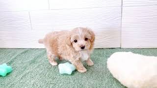 ハーフ犬の動画01