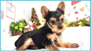 ペットショップCOO&RIKU No00703796(ヨークシャーテリア)