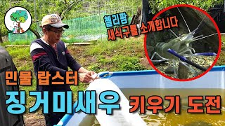 민물 랍스터 징거미새우 키우기 도전 일단 천마리만 키워 봐요 유튜브 두번째 수익 잘 사용하기