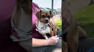 Video preview image #1 Chihuahua-Unknown Mix Puppy For Sale in Pasadena, CA, USA