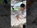 Silkworm cocoons: harvesting for silk production