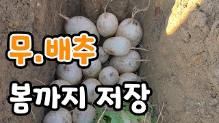 무.배추 저장해서 봄까지 먹어 볼까?