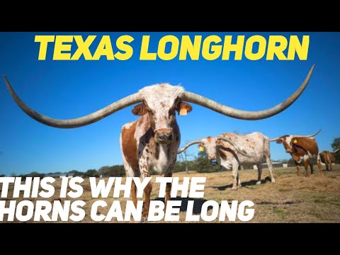 , title : 'TEXAS LONGHORN | THIS IS WHY THE HORNS CAN BE LONG'