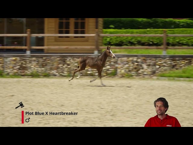 Play boy van't Breezerhof Z