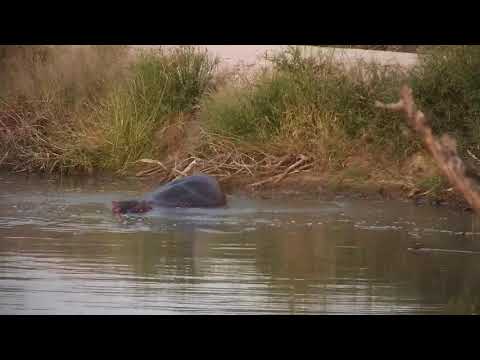 Djuma: Hippo and Little Grebe - 17:40 - 05/02/20
