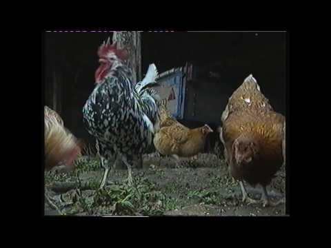 S4C Schools, Thursday 10/10/96, Middle English.