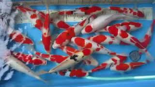 preview picture of video 'TERMURAH !!! Ikan Koi Lucu, Ikan Koi Unik, Ikan Koi Lokal'