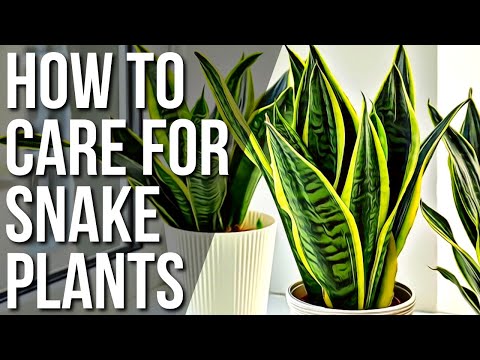 How To Care For A Snake Plant | Mother In Laws Tongue Plant Care