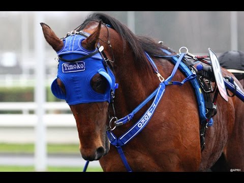 TIMOKO: ETALON TROTTEUR FRANCAIS