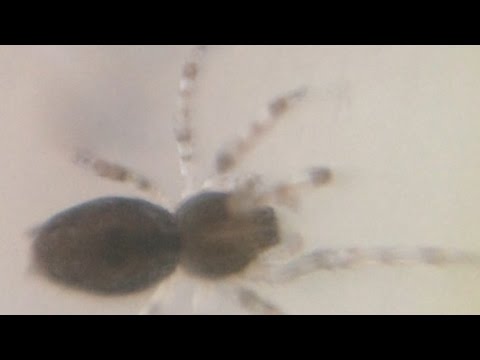 B-Reel - Microscopic Spider and Friend! 1.5-3mm long.