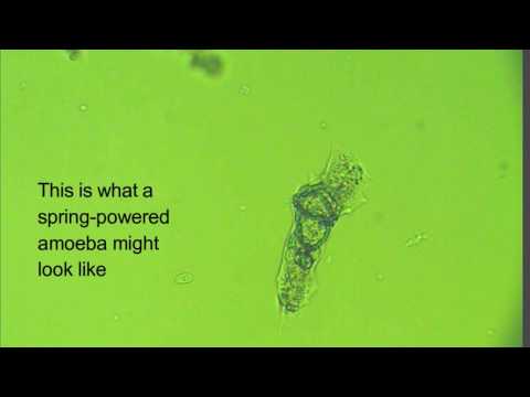 Amoebas Prey Upon Algae In Aquatic Environments