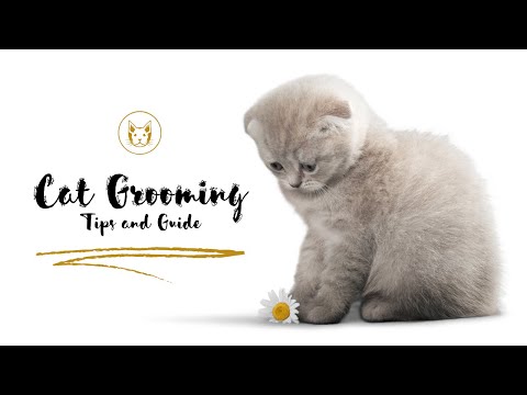 Cat Grooming | Tips and Guide