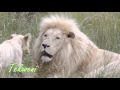 Tekweni TV Stock Footage