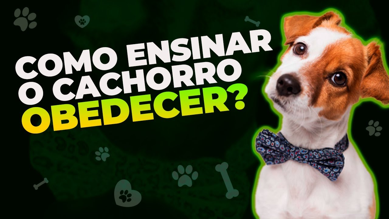 Como Ensinar O Cachorro A OBEDECER (Dicas práticas)