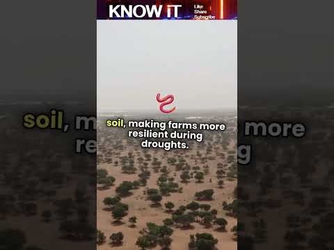 10 Exciting Facts About Agroforestry | KNOW iT