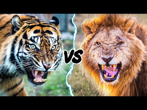 Tiger vs Lion - Who Would Win?
