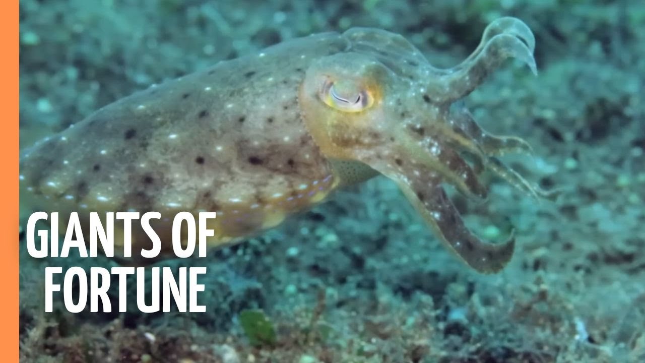 Giants of Fortune – Whale Shark encounters and the scenic beauty of Oslob