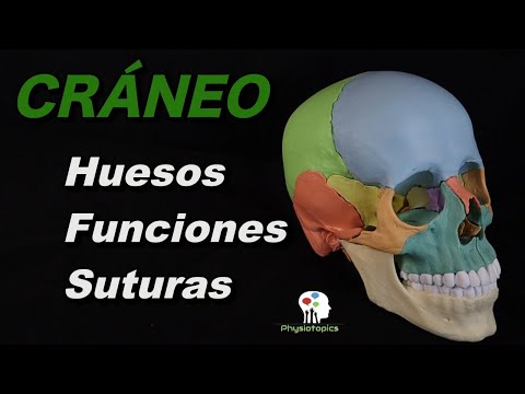 El Cráneo | Neurocráneo y viscerocráneo