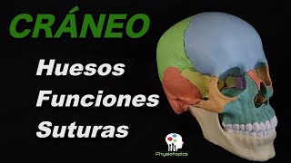 El Cráneo | Neurocráneo y viscerocráneo