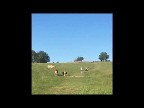 Man and son being chased by cows