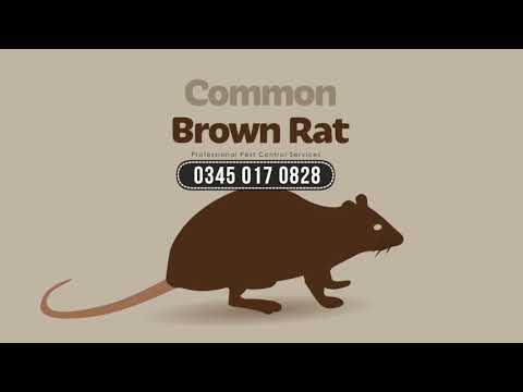 download lagu mp3 mp4 Pest Control Birmingham Uk, download lagu Pest Control Birmingham Uk gratis, unduh video klip Pest Control Birmingham Uk