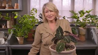 Miracle-Gro Ask Martha: Plants Get Hungry Too