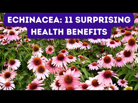11 BENEFITS OF ECHINACEA LEAF FOR HEALTH