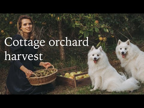 Apple Orchard Harvest - Fruit Trees in our Cottage Garden | Slow Living Vlog