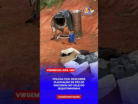 POLÍCIA CIVIL DESCOBRE PLANTAÇÃO DE MAC4NHA EM VIGEM DA LAPA NO VALE DO JEQUITINHONHA