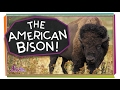 Meet The American Bison