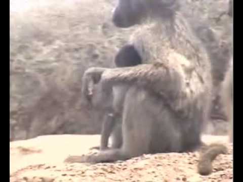 Hugs & Kisses-Baboon Style  Pete's Pond  October 13, 2009