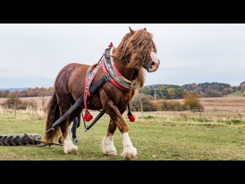 , title : 'The Biggest Horse In The World 🐴 World's Largest Horse'