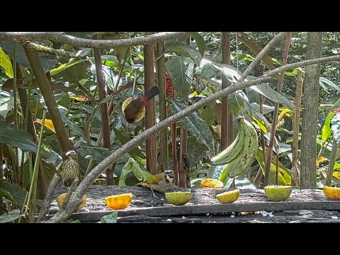 Buff-throated And Streaked Saltators Visit The Panama Fruit Feeder – Dec. 7, 2021