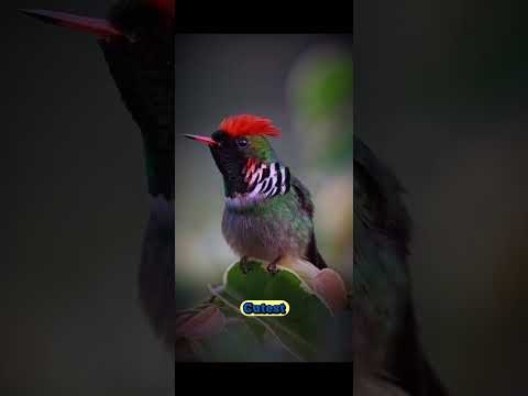 The Tufted Coquette — The Cutest Hummingbird on Earth”📝